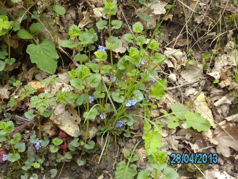 Lierre terrestre 001